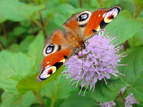 Insektenfreundliches Teichpflanzen Sortiment